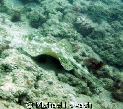 Sand Ray on the Inside Reef at Lauderdale by the Sea by Michael Kovach 